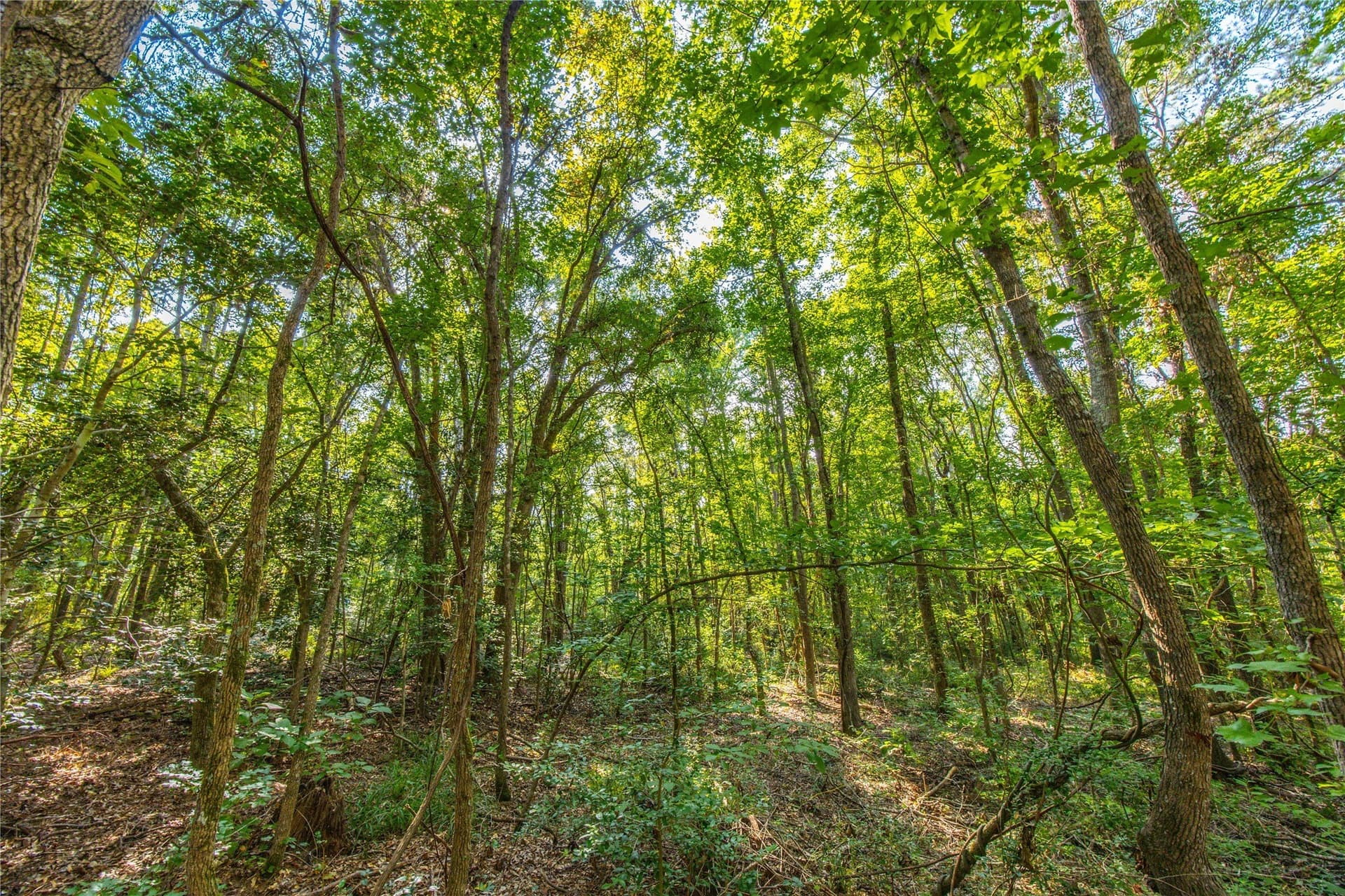 94.5 acres in Henderson County - photo 17