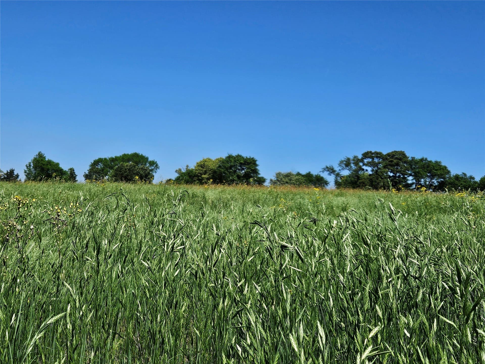 81 acres in Henderson County - photo 12