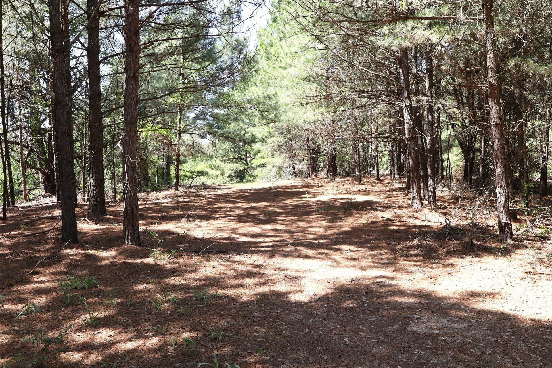 81 acres in Henderson County - photo 18