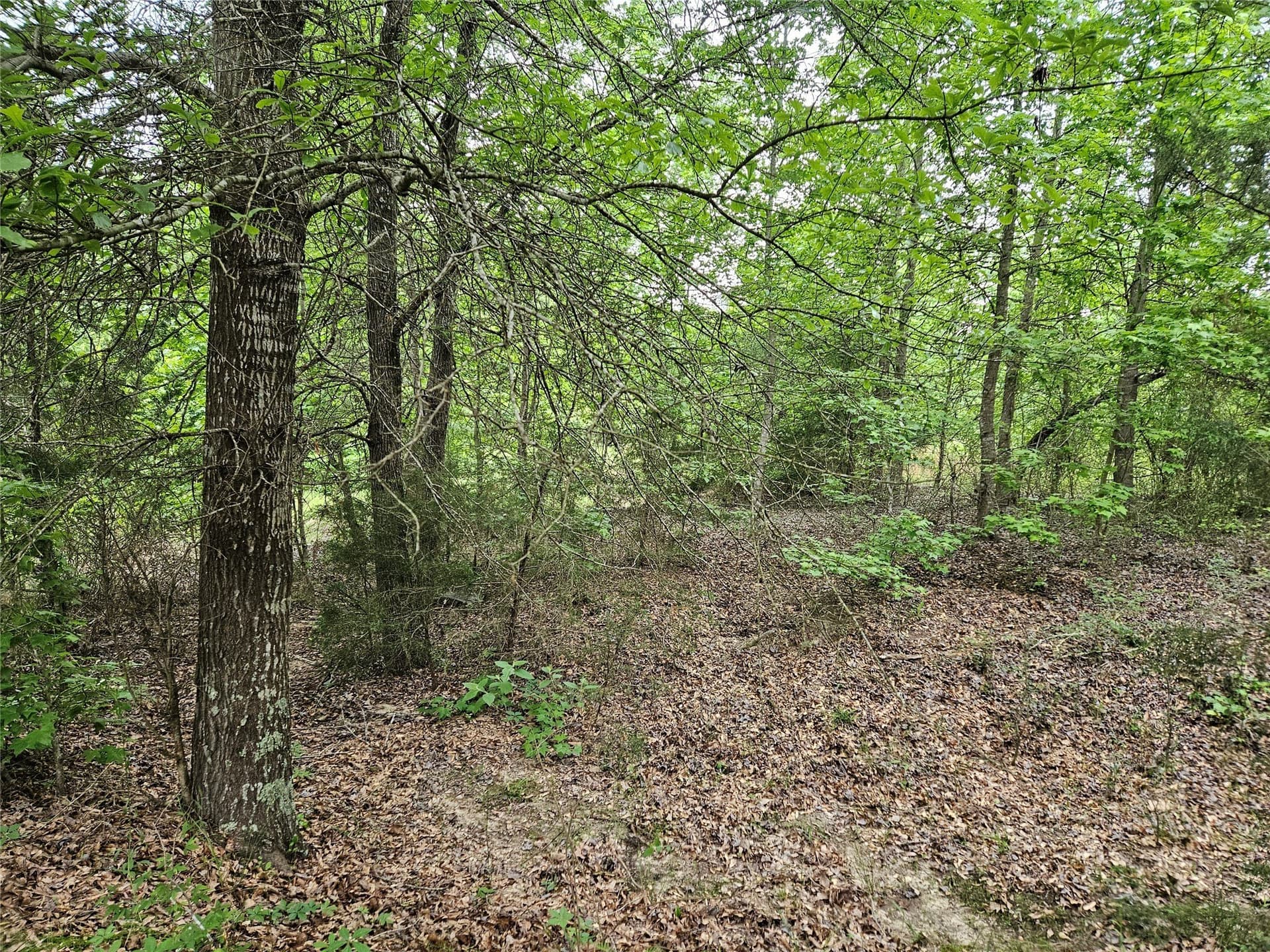 81 acres in Henderson County - photo 16