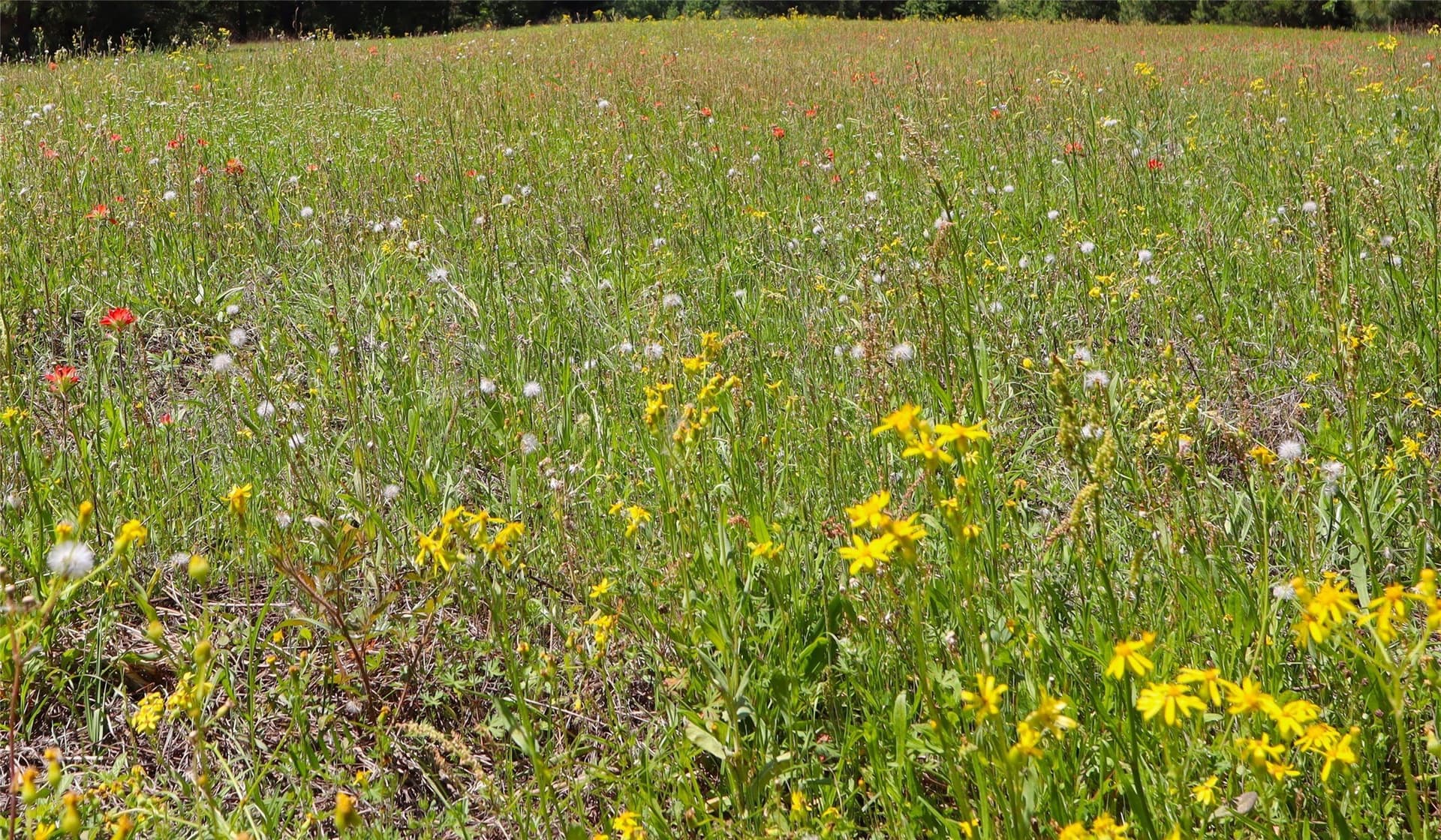 81 acres in Henderson County - photo 22