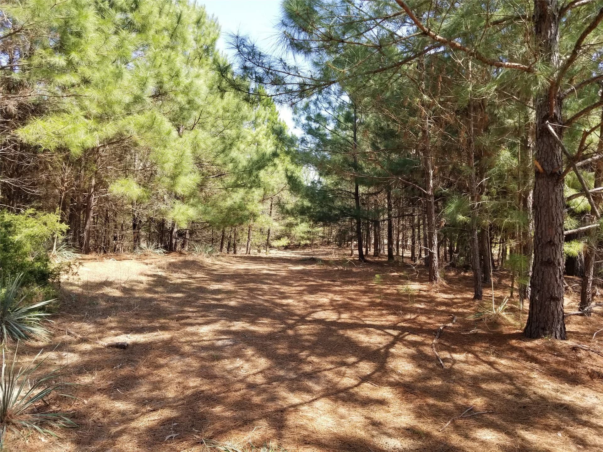 81 acres in Henderson County - photo 3