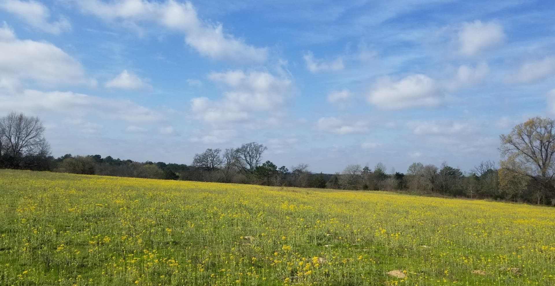81 acres in Henderson County - photo 2
