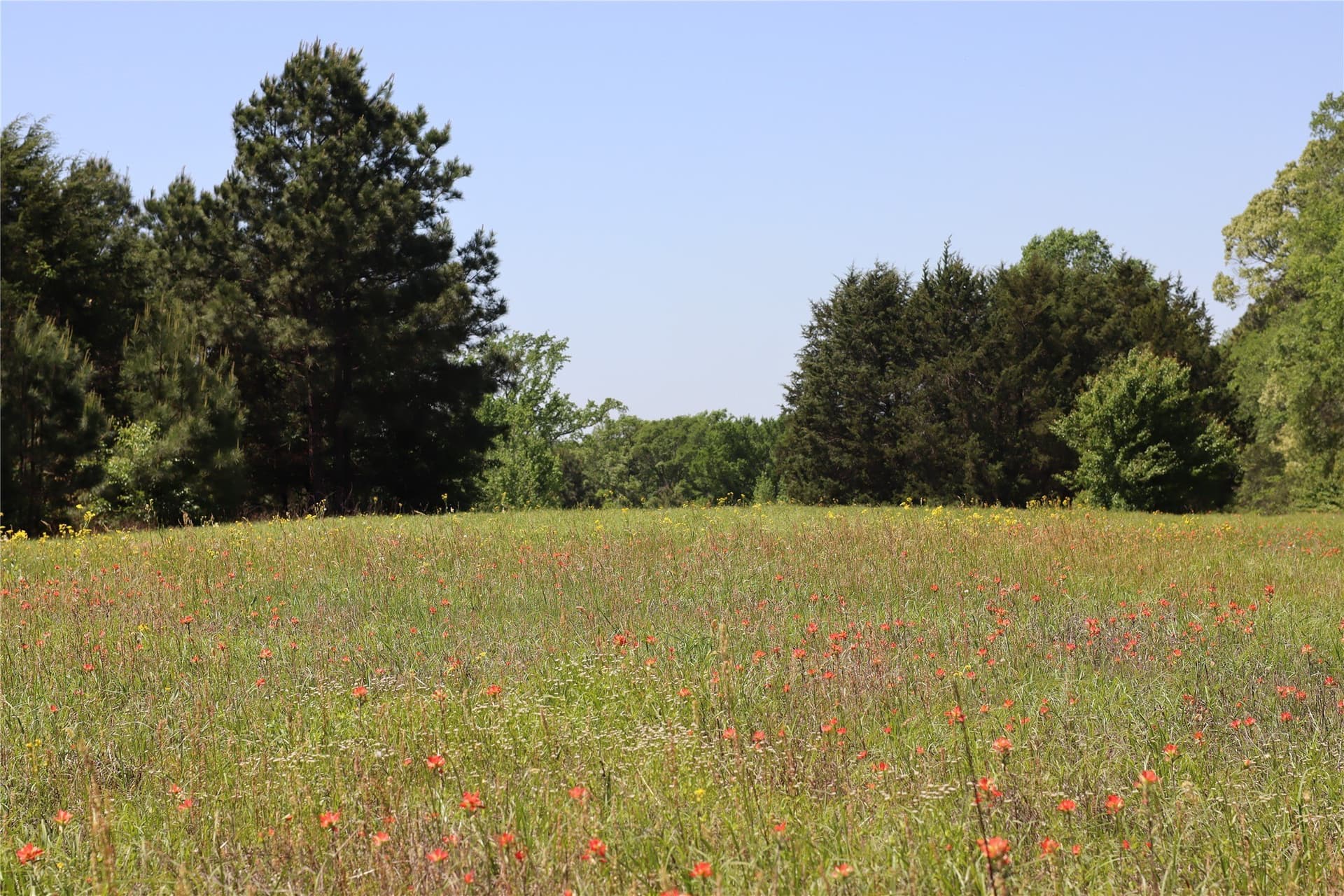 81 acres in Henderson County - photo 23