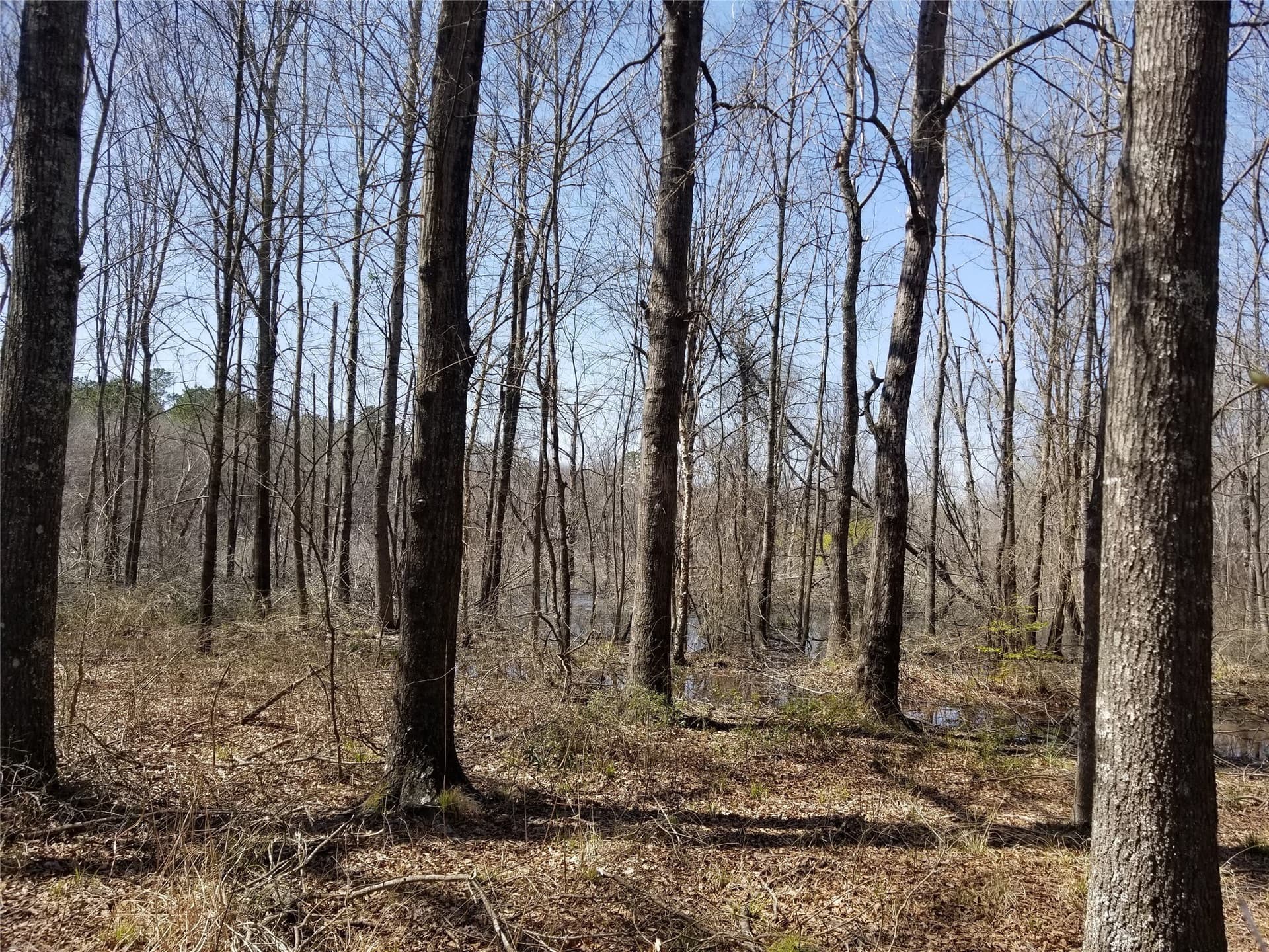 81 acres in Henderson County - photo 4