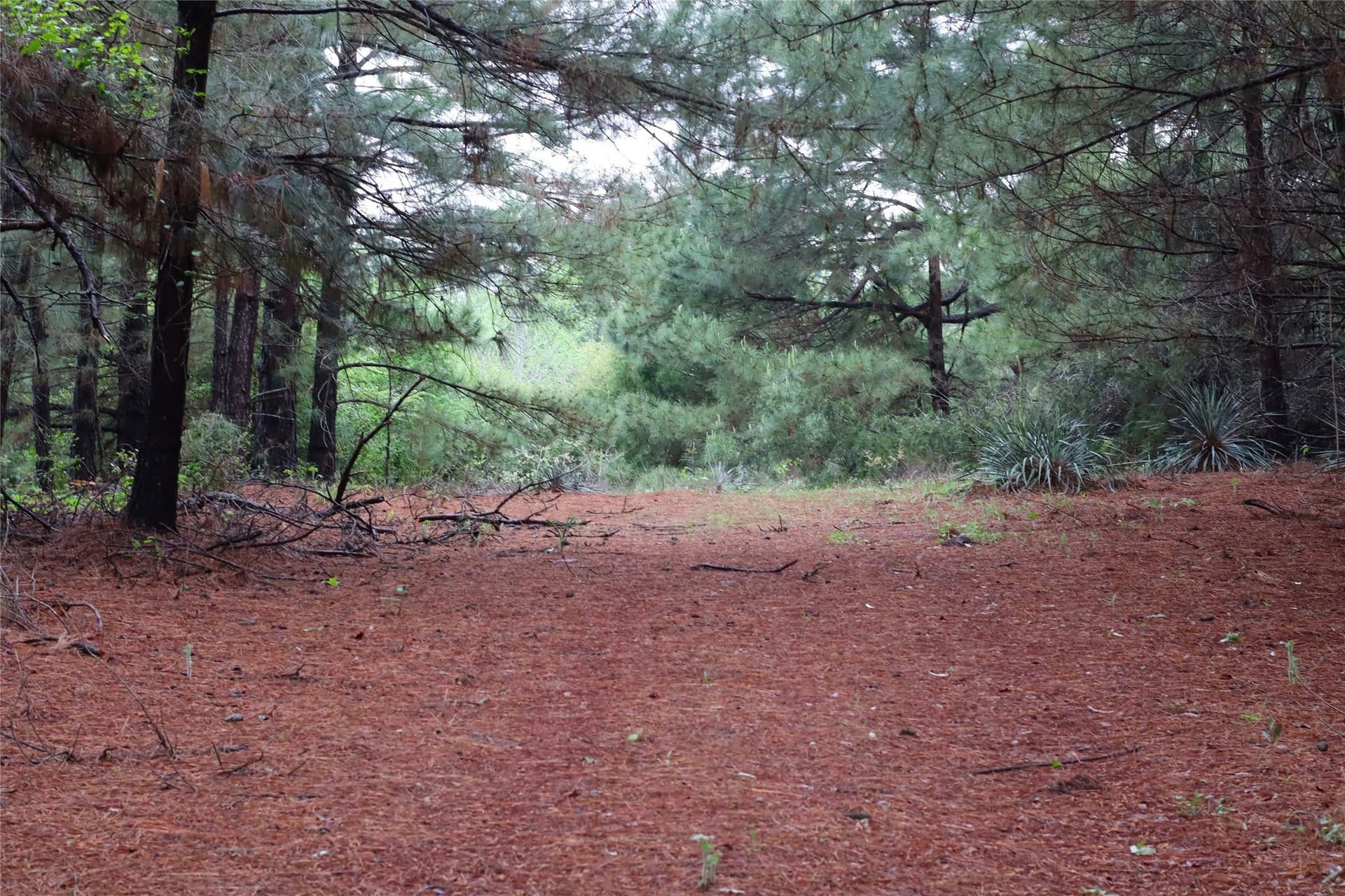 81 acres in Henderson County - photo 17