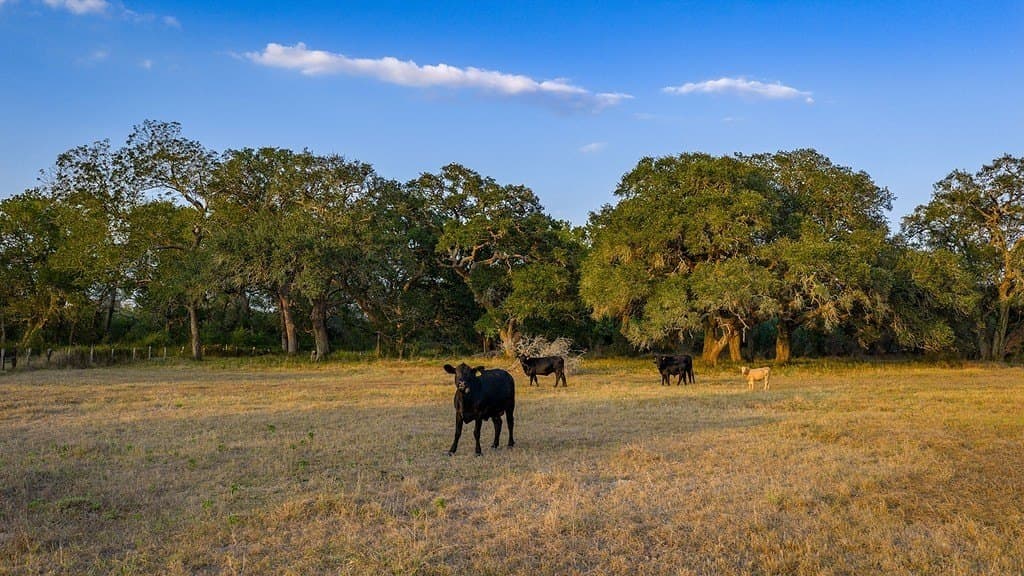 57.49 acres in DeWitt County - photo 28