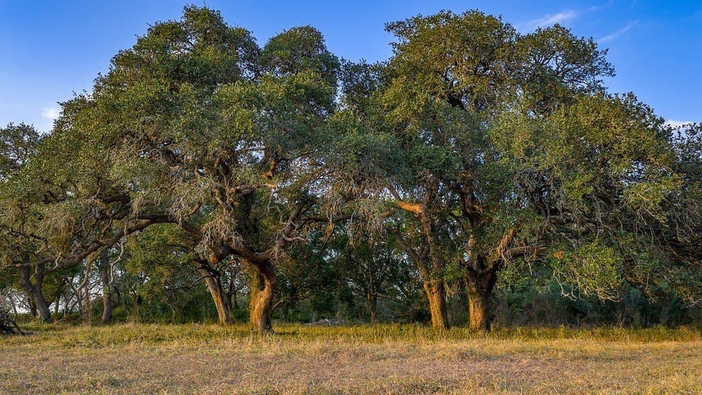 57.49 acres in DeWitt County - photo 23