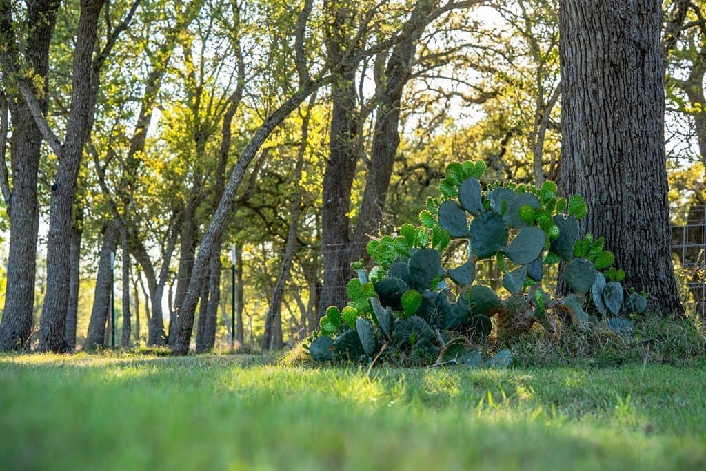 55.16 acres in Gillespie County - photo 43