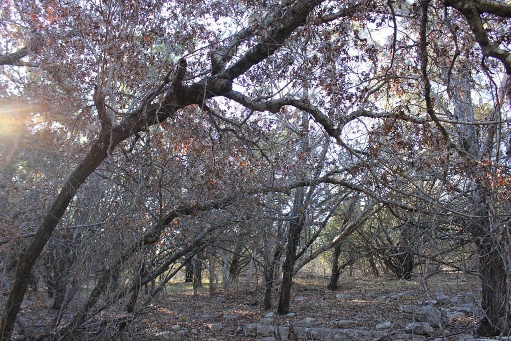 60 acres in Texas County - photo 10