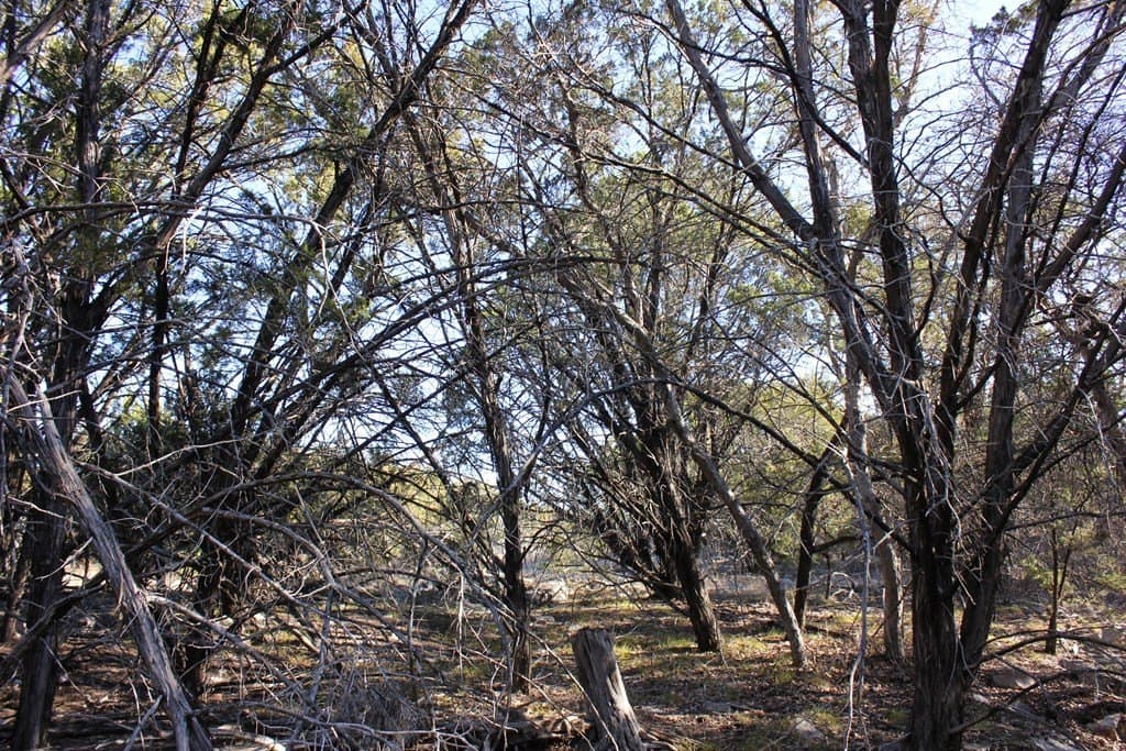 60 acres in Texas County - photo 9