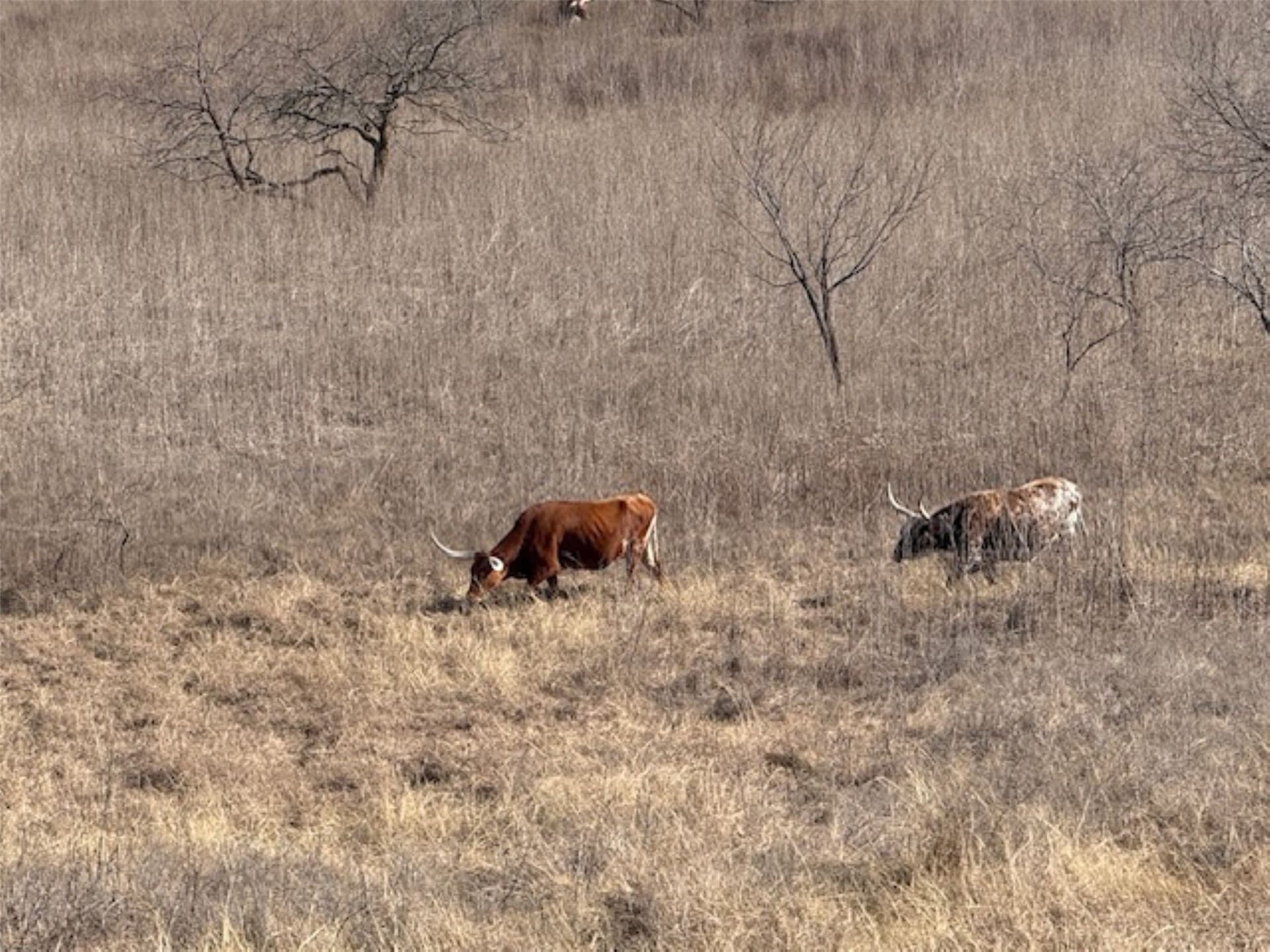 200 acres in Hill County - photo 29