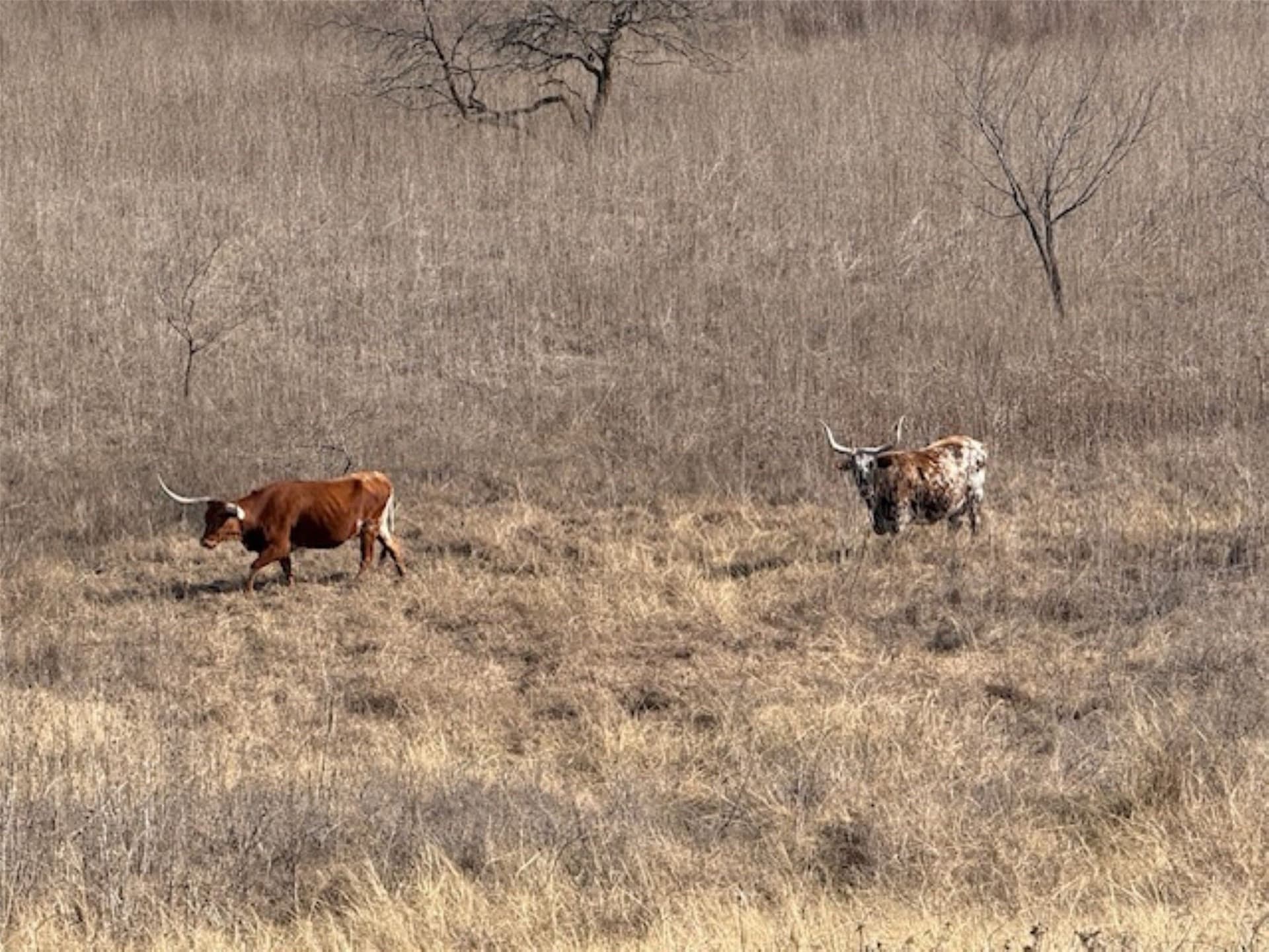 200 acres in Hill County - photo 30