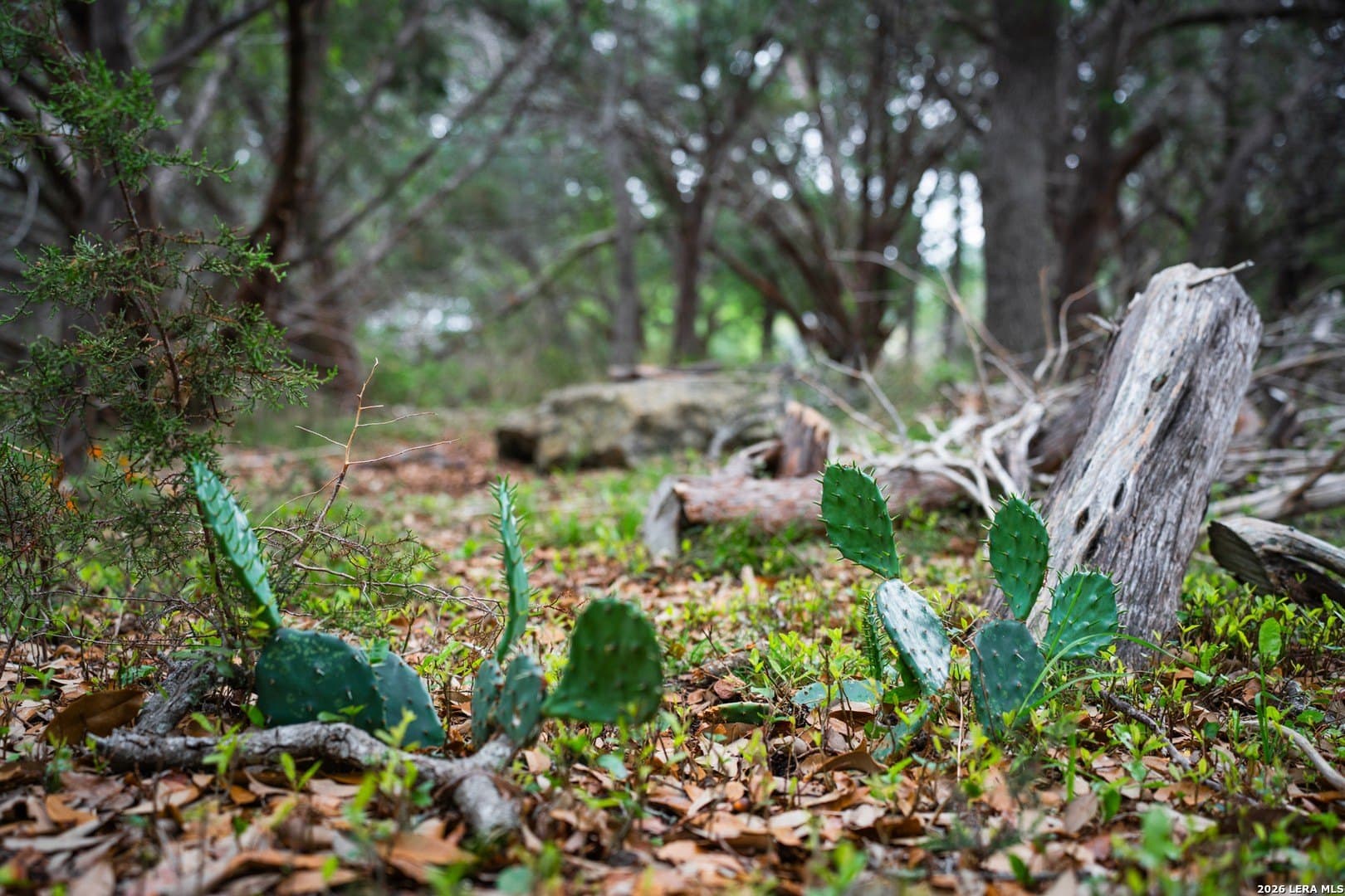 0.95 acres in Bexar County - photo 19