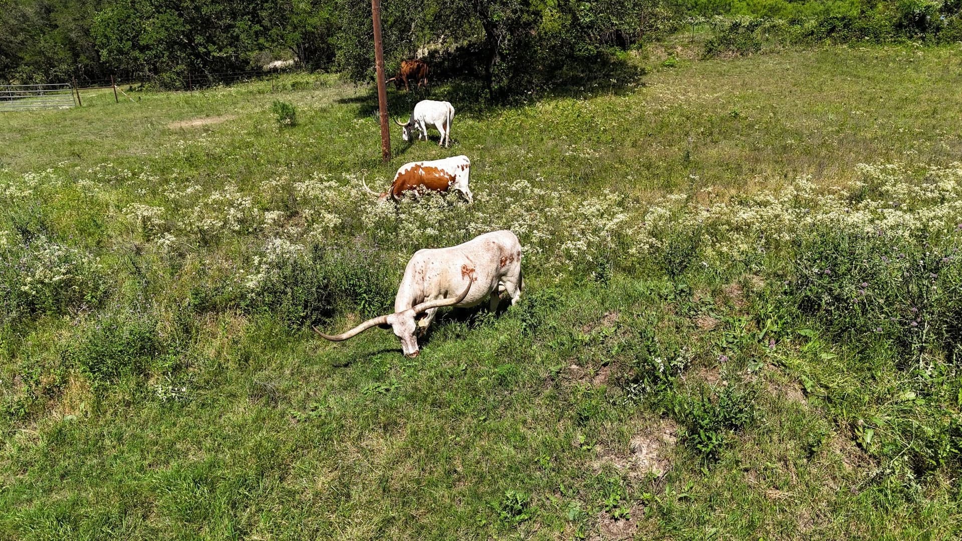 15 acres in Wise County - photo 31