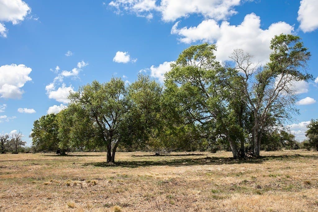 14.5 acres in Brazoria County gallery image 4