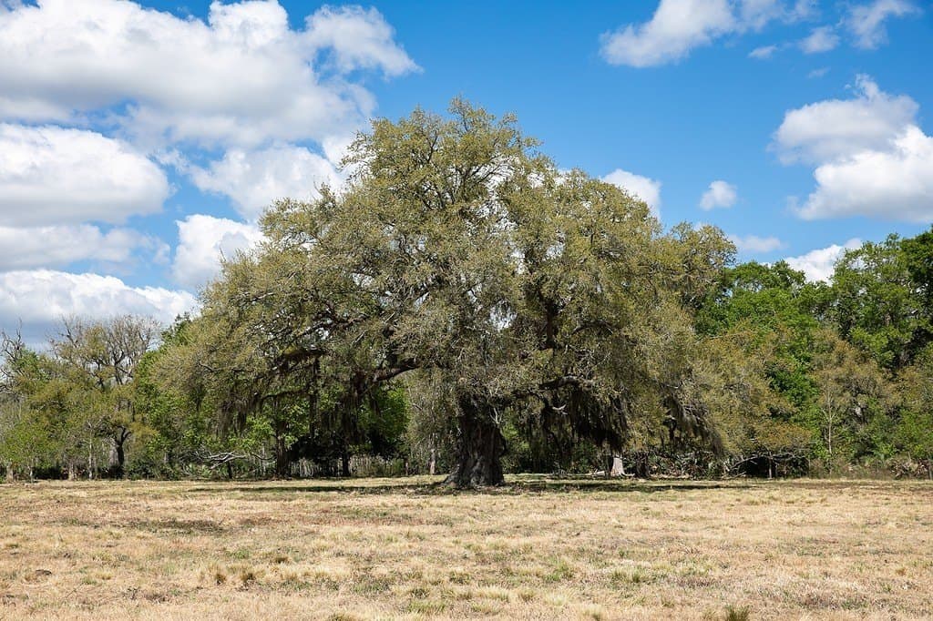 14.5 acres in Brazoria County