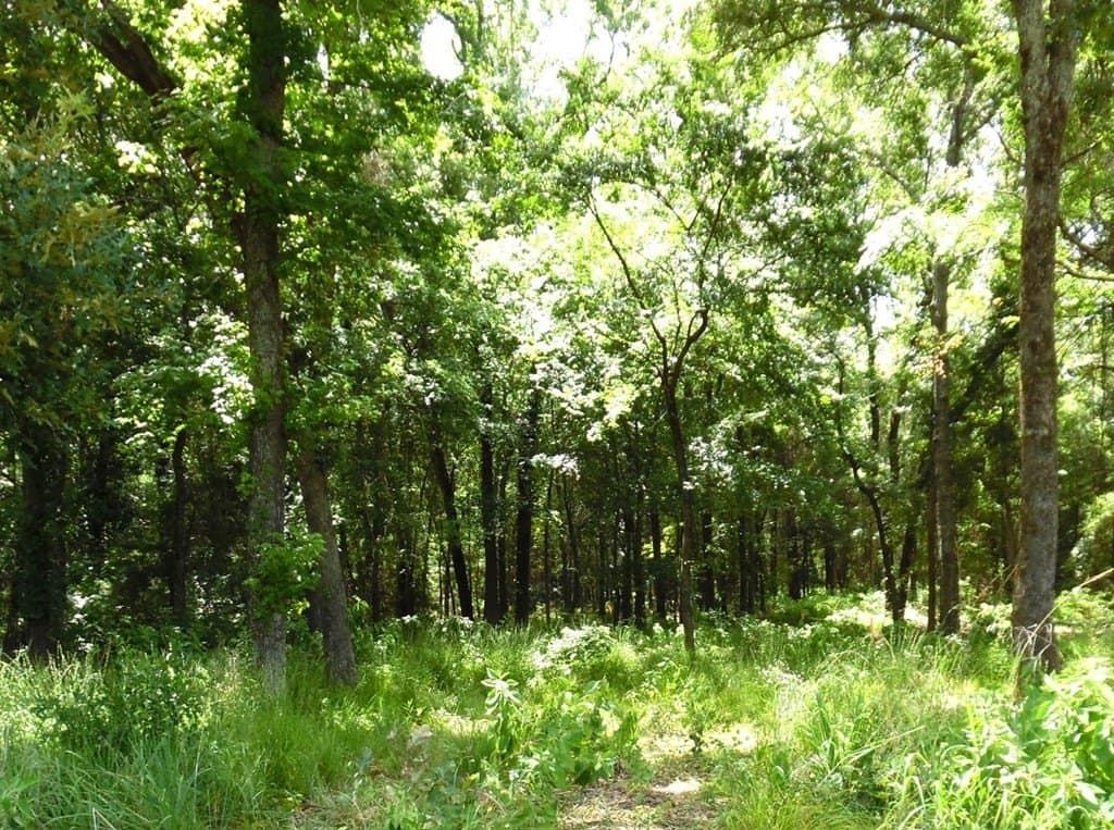 11.15 acres in Van Zandt County - photo 9