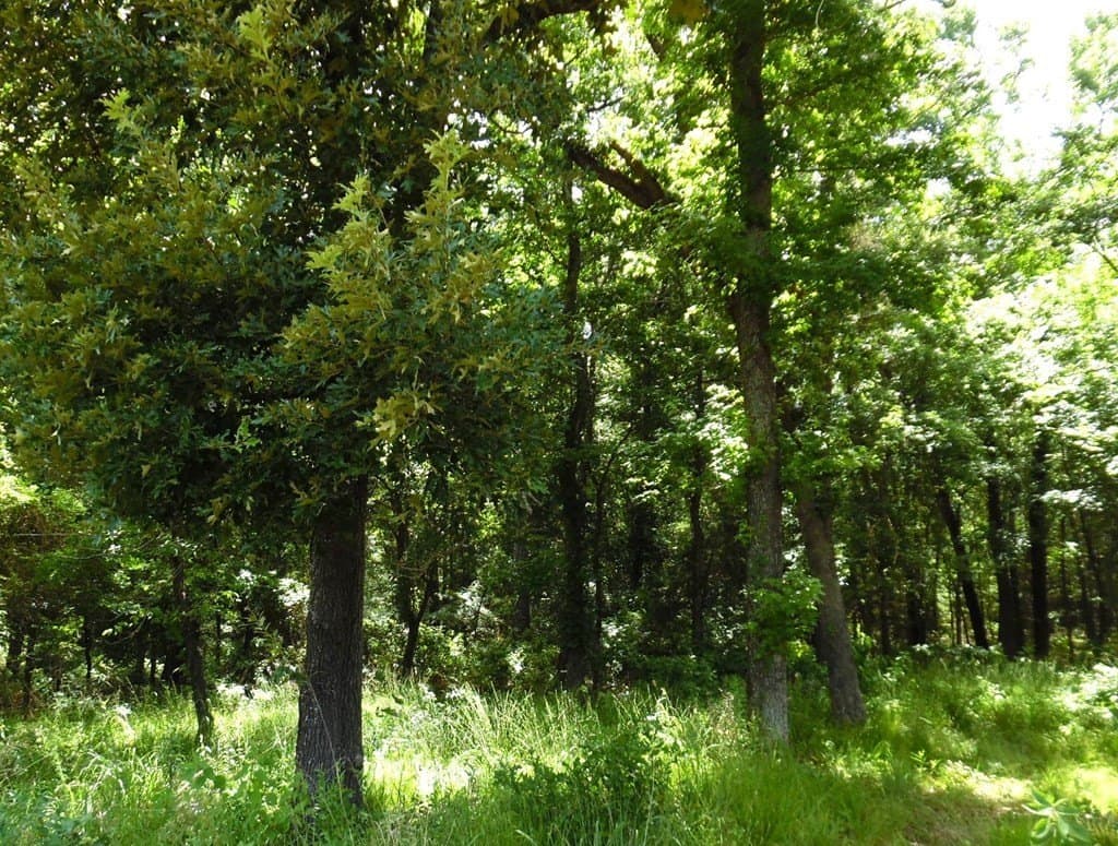 11.15 acres in Van Zandt County - photo 12