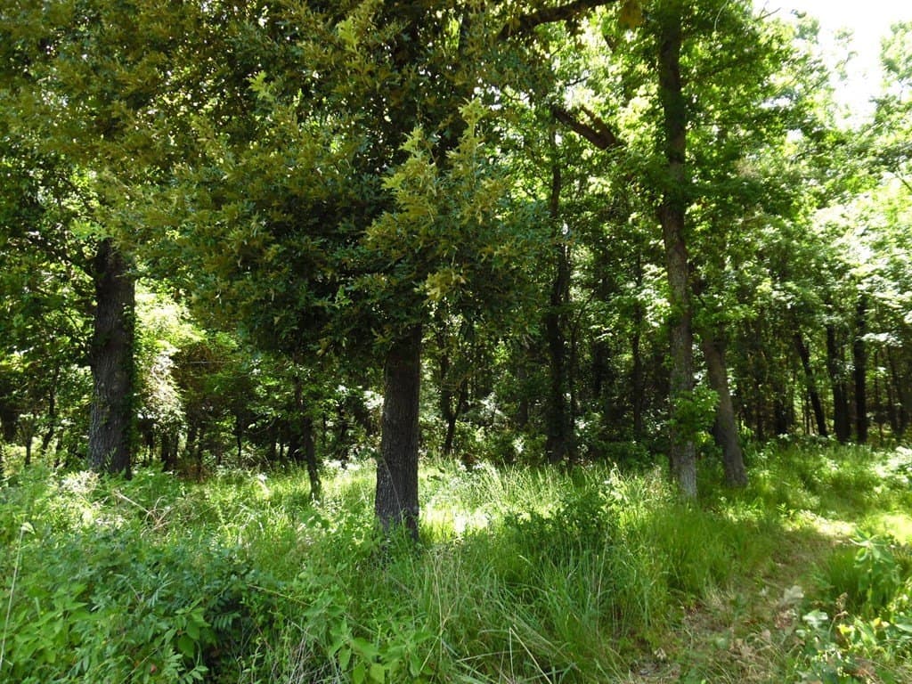 11.15 acres in Van Zandt County - photo 14
