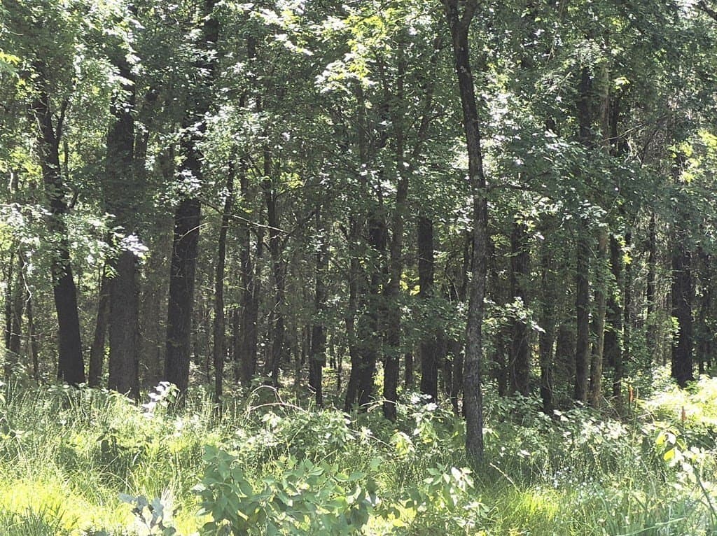 11.15 acres in Van Zandt County gallery image 2