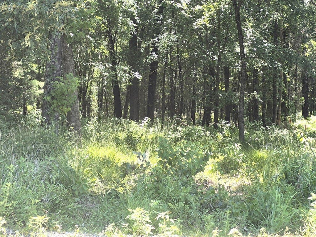 11.15 acres in Van Zandt County gallery image 3