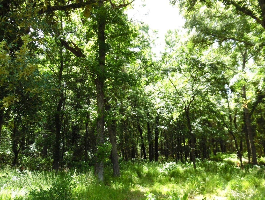 11.15 acres in Van Zandt County - photo 15
