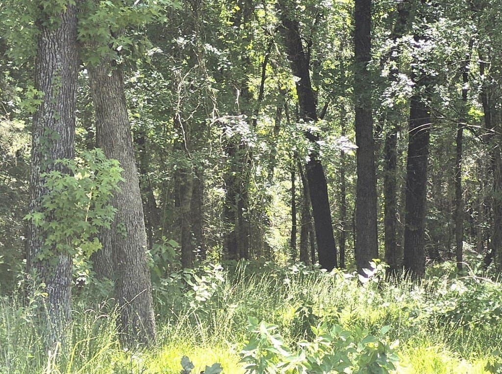11.15 acres in Van Zandt County gallery image 4