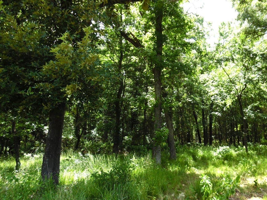 11.15 acres in Van Zandt County - photo 16