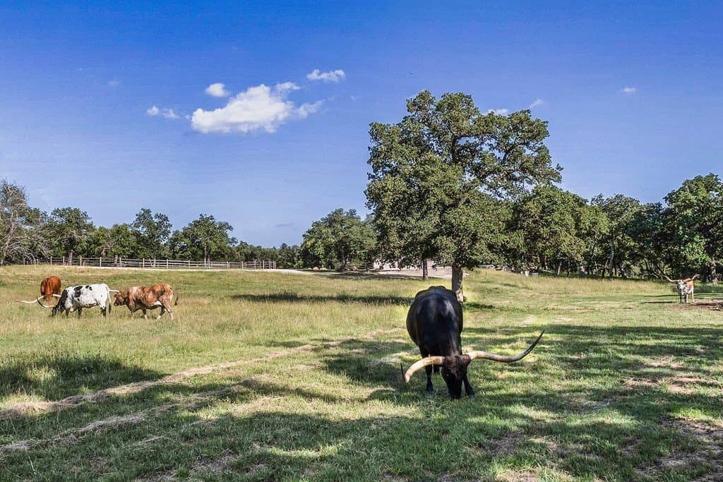 10.01 acres in Gillespie County gallery image 3