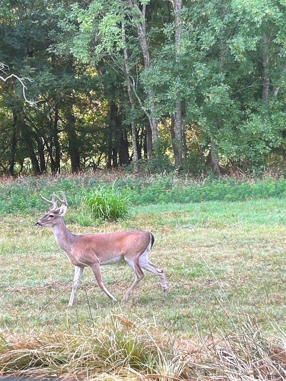 177.84 acres in Austin County - photo 18