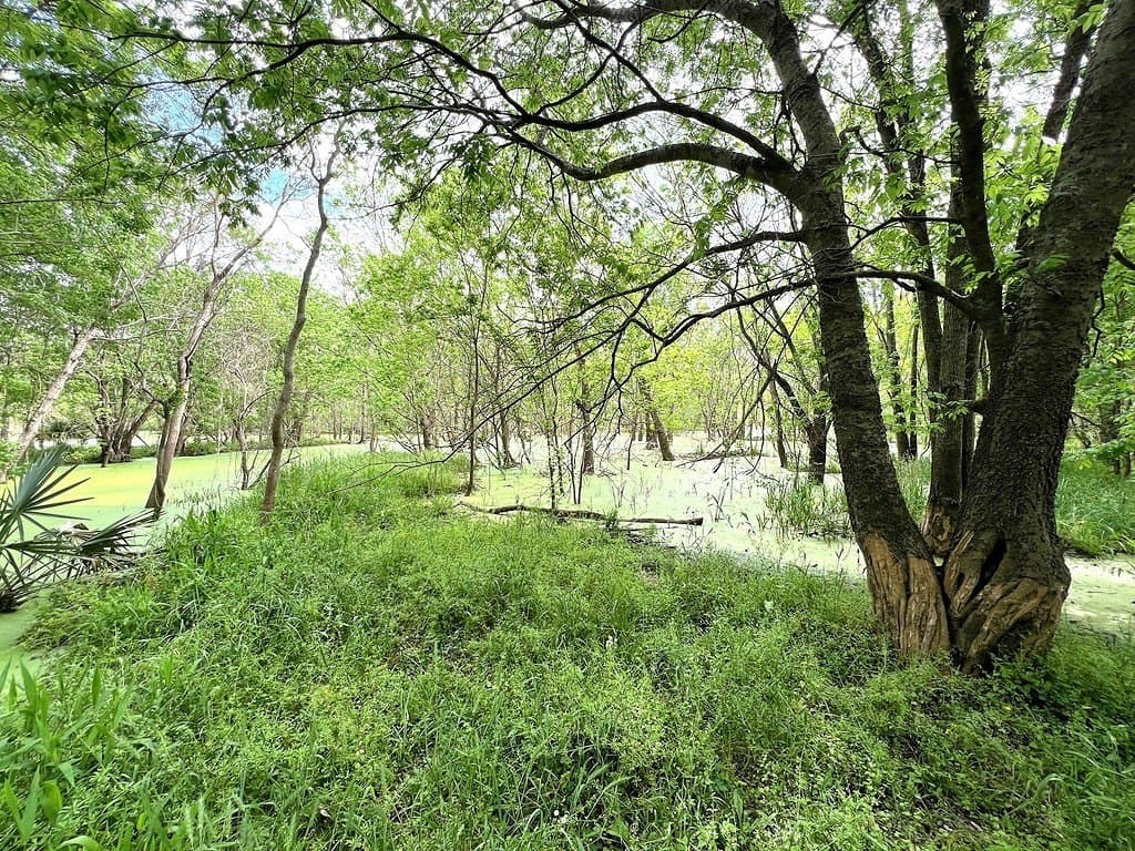 177.84 acres in Austin County - photo 16
