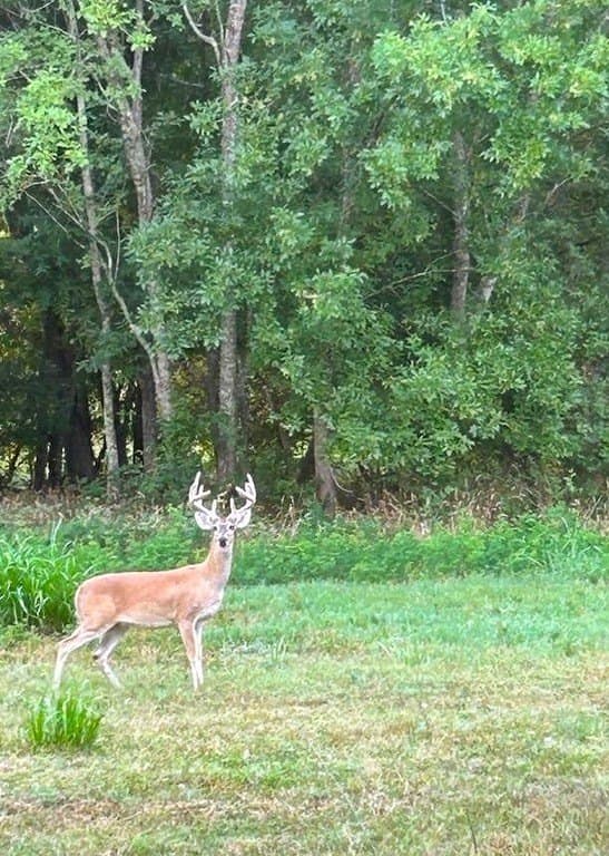 177.84 acres in Austin County - photo 19
