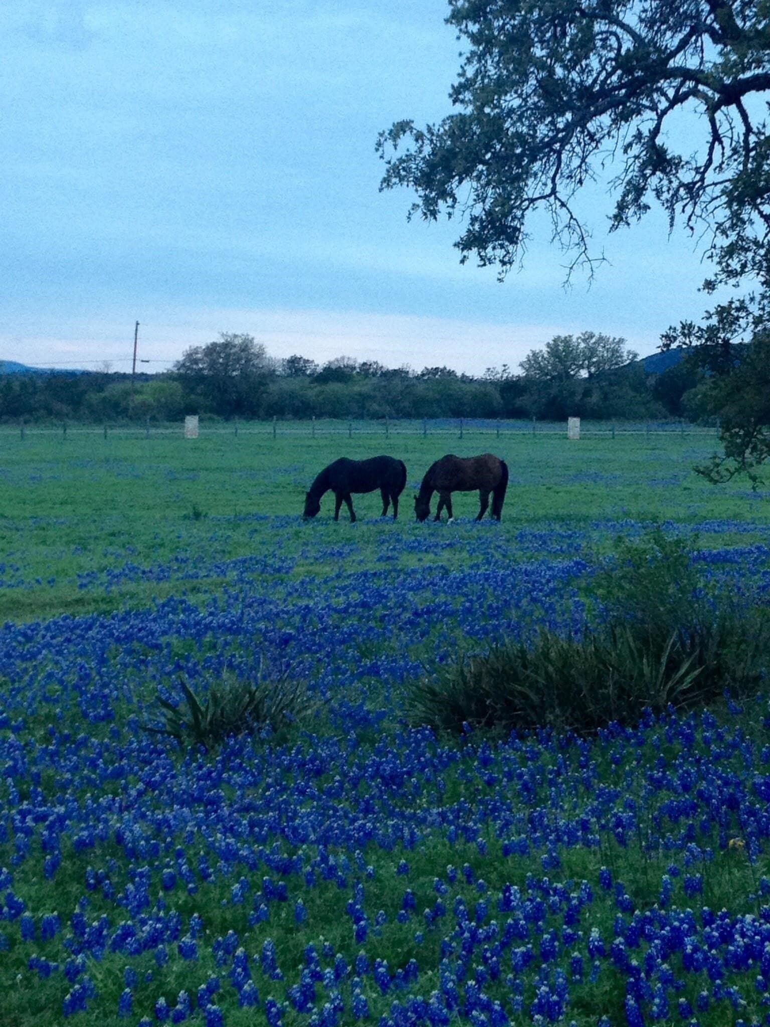 38.62 acres in Llano County - photo 8