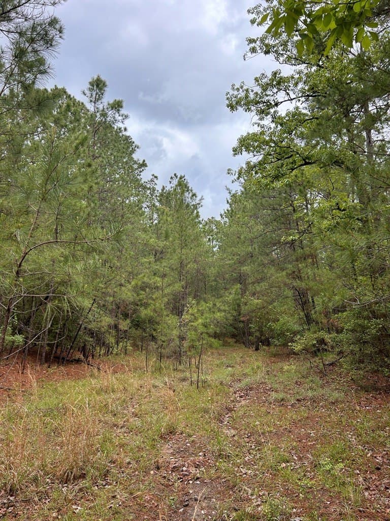 0.25 acres in Texas County gallery image 3