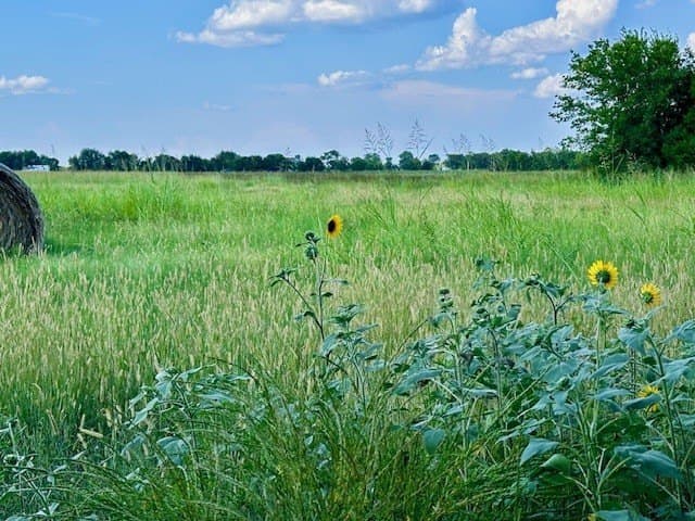 11 acres in Fannin County gallery image 2