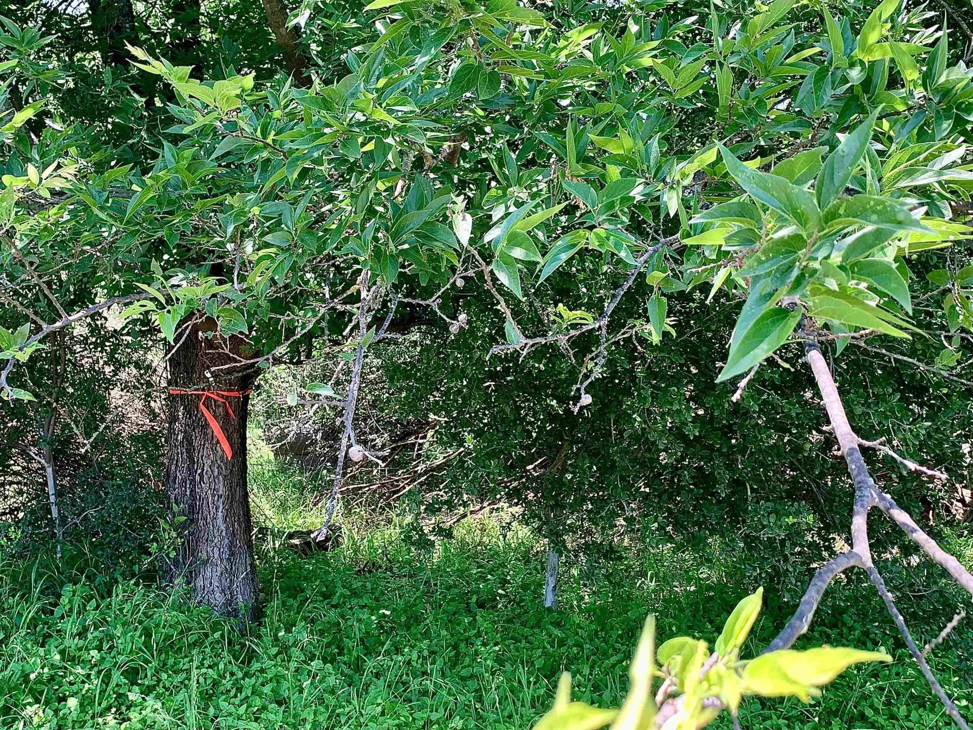 0.12 acres in Burnet County gallery image 2