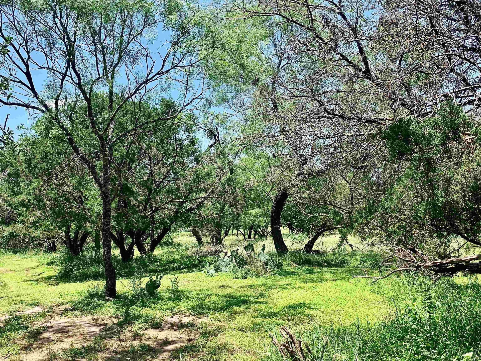 0.12 acres in Burnet County gallery image 3