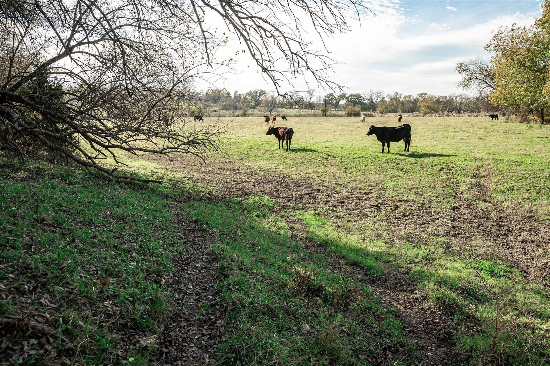 159.24 acres in Collin County - photo 19