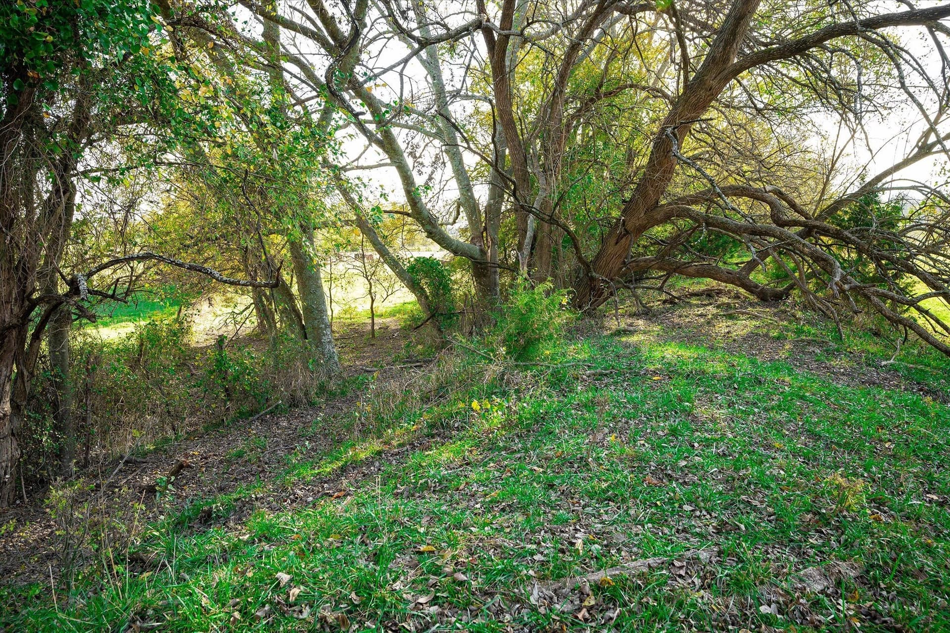 159.24 acres in Collin County - photo 17