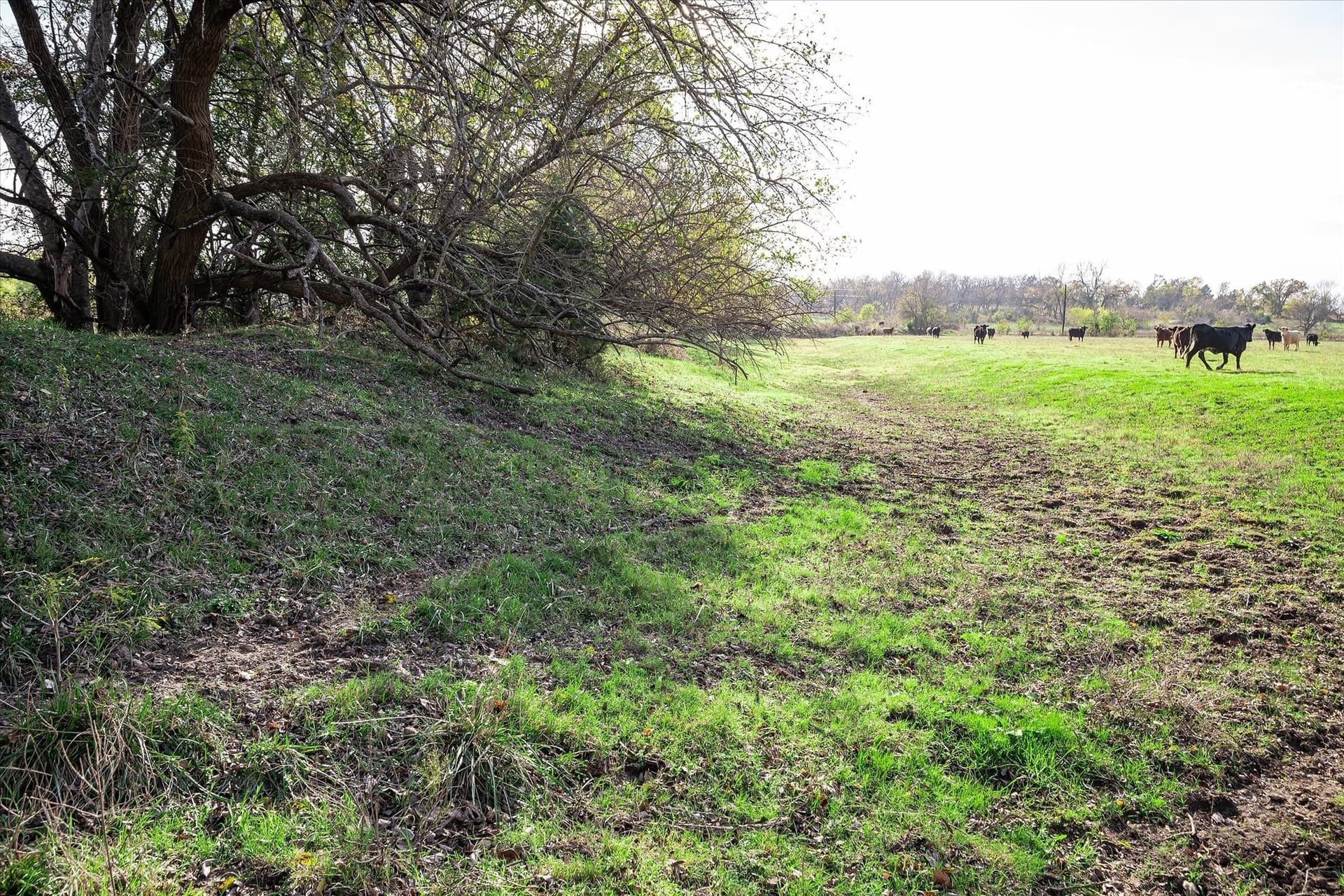 159.24 acres in Collin County - photo 18