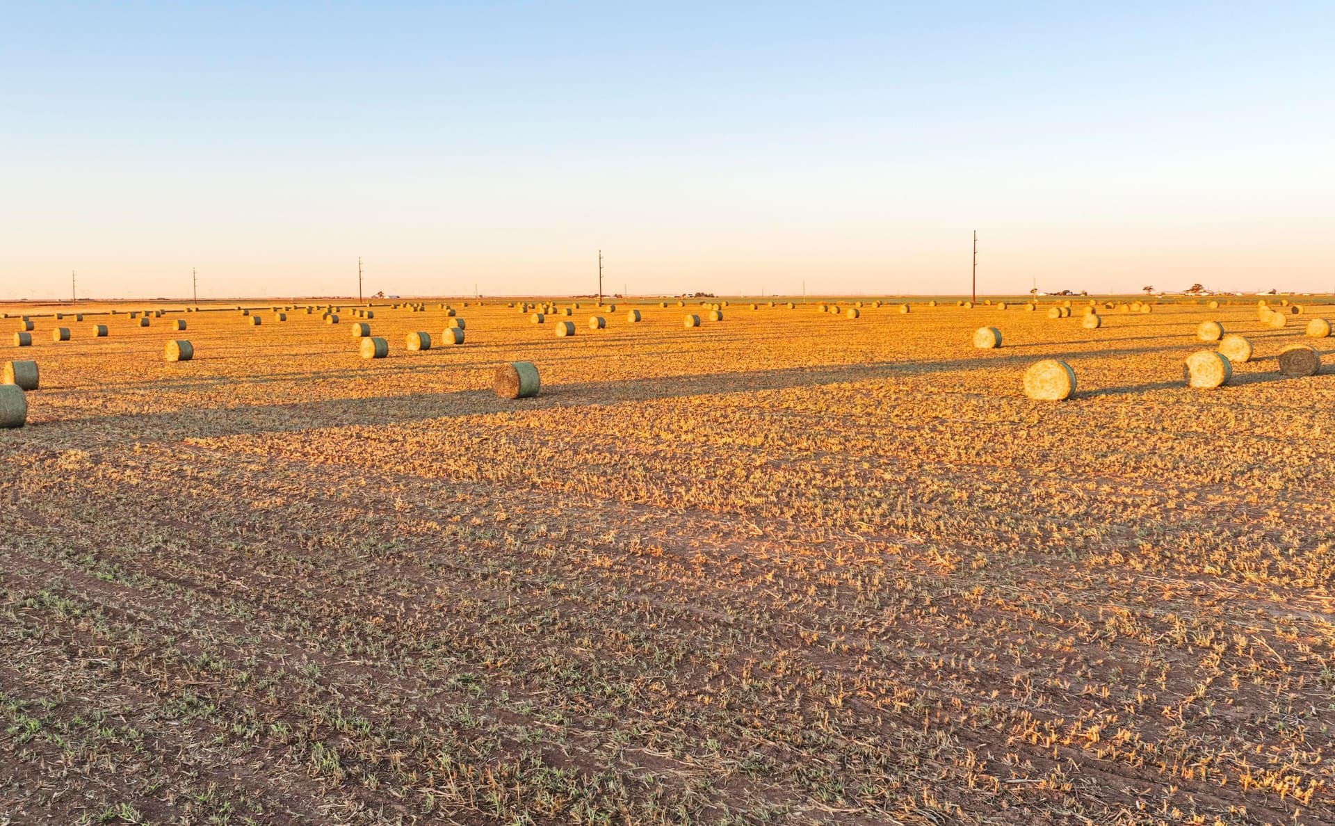 405 acres in Castro County gallery image 3