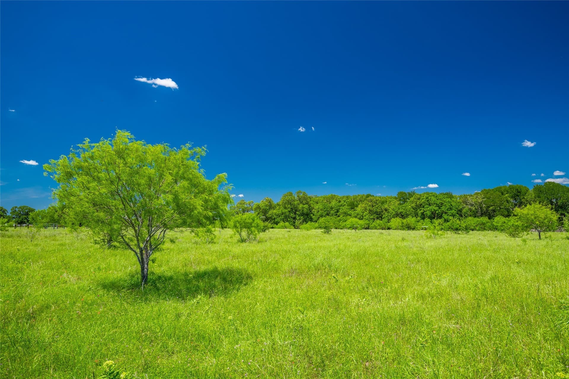 127 acres in Limestone County - photo 15