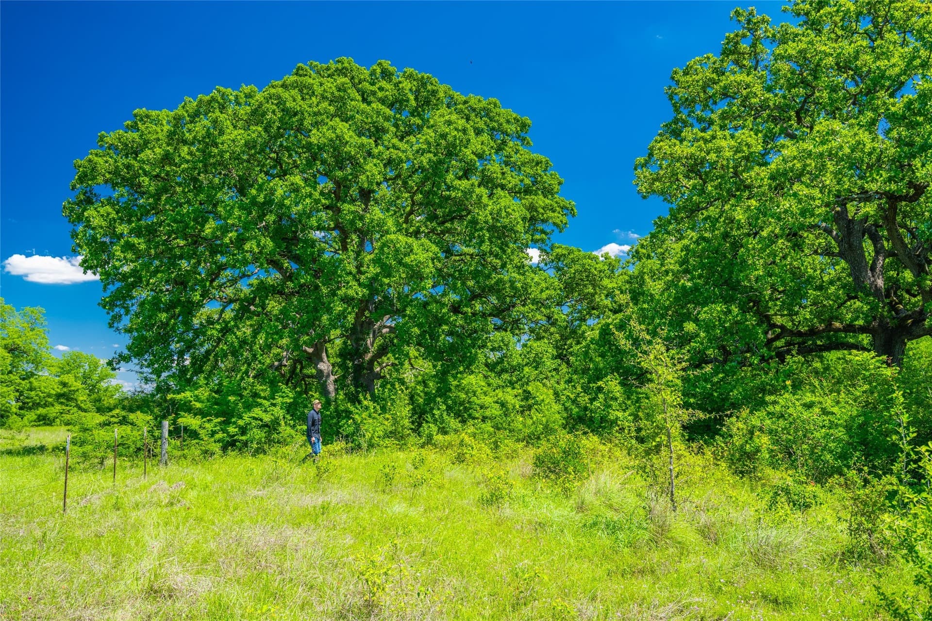 127 acres in Limestone County - photo 12