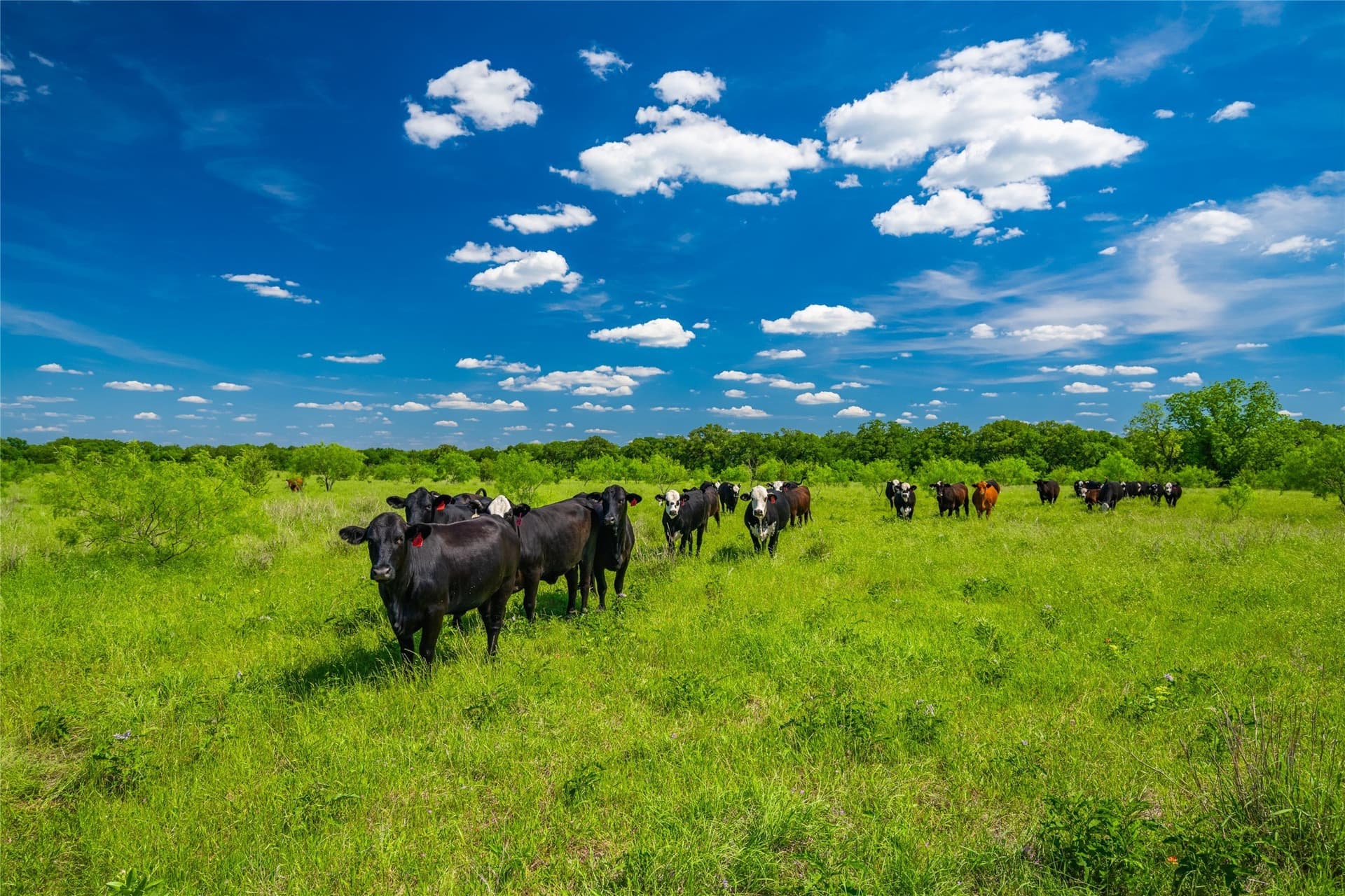 127 acres in Limestone County - photo 19