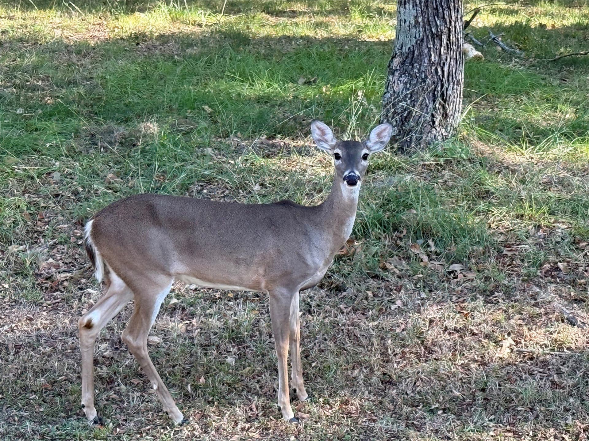 0.48 acres in Henderson County - photo 10