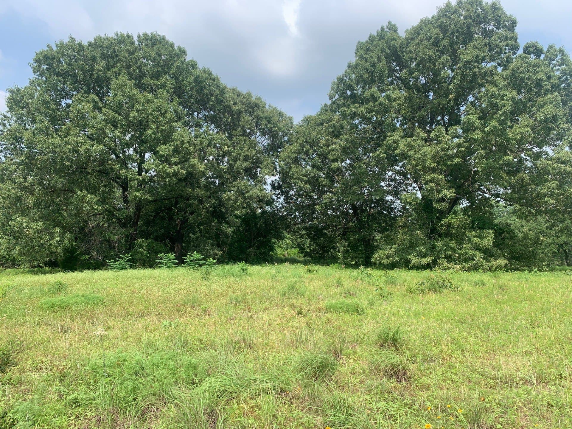 11.32 acres in Freestone County gallery image 2