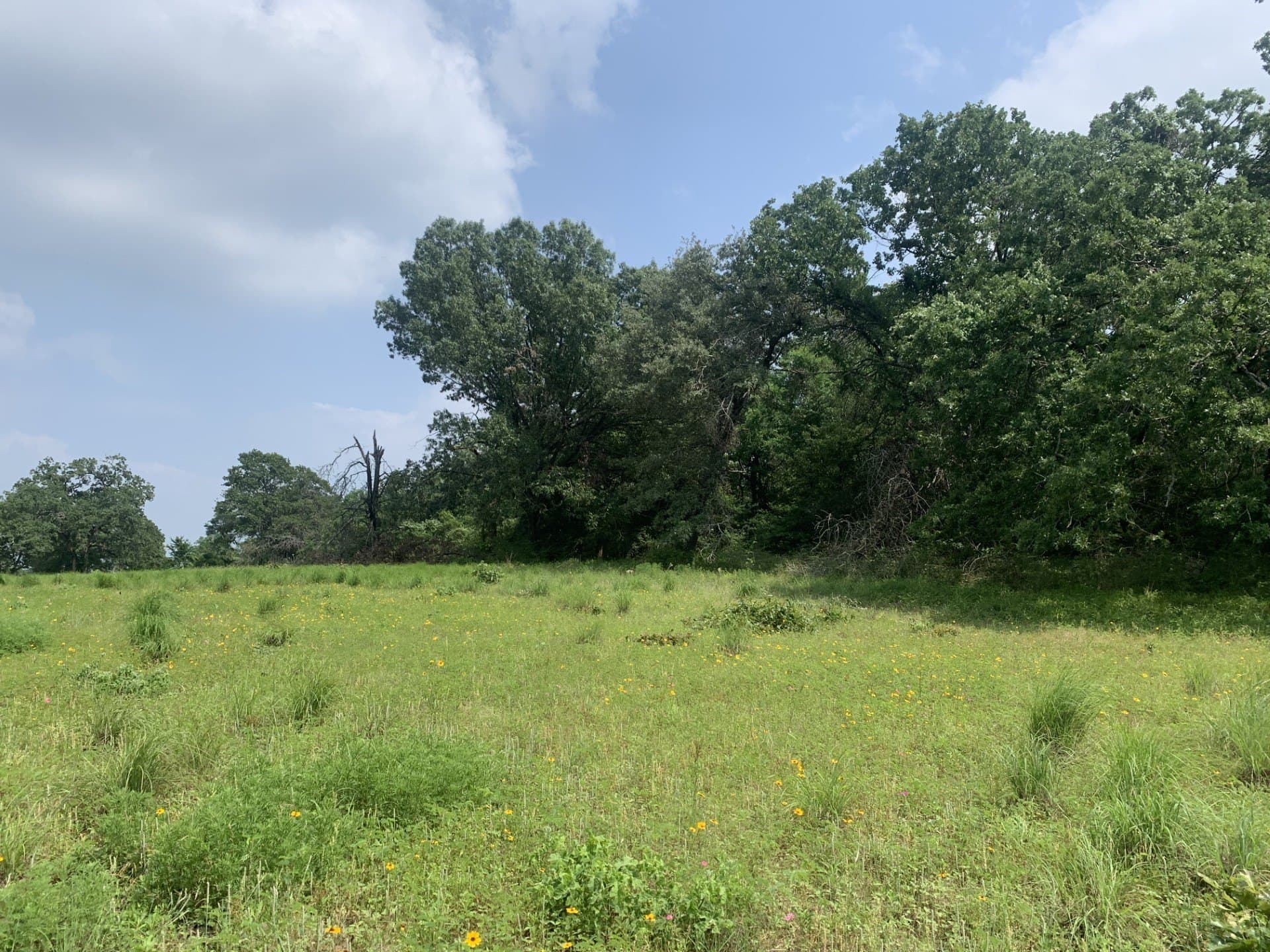 11.32 acres in Freestone County gallery image 3