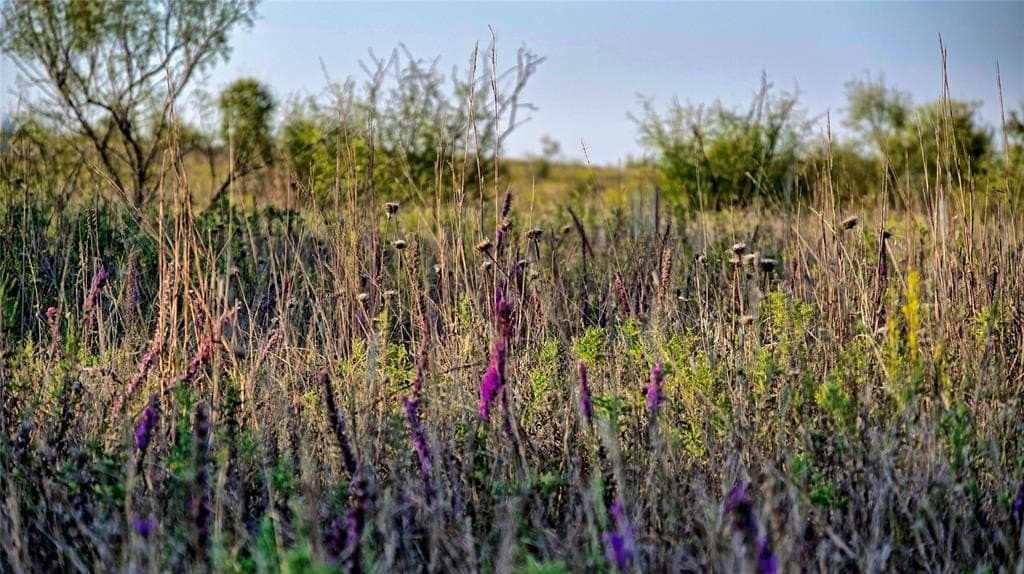 62.21 acres in Montague County featured view