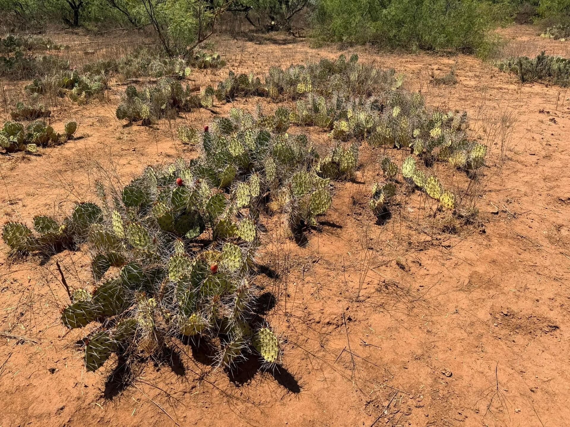 505 acres in Childress County - photo 48